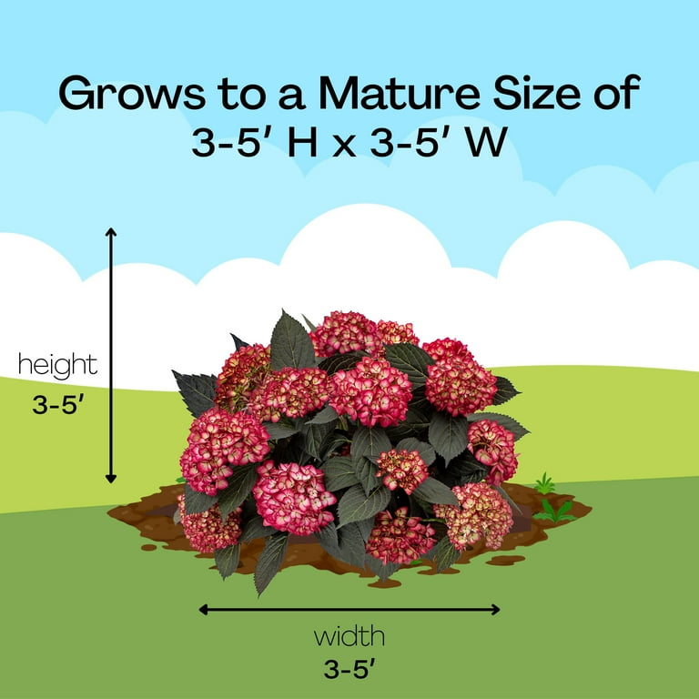 First Editions Eclipse Hydrangea Live Shrub in 2-Gallon Grower Pot