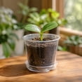 thumbnail image 4 of Plant Pots, Clear Plastic Drainage Holes Matching Saucers Tray Seed Starting Propagation Container 4 5 6 7 in Sizes Garden Sowing Vessels Botanical Growing Tool 5in, 4 of 6