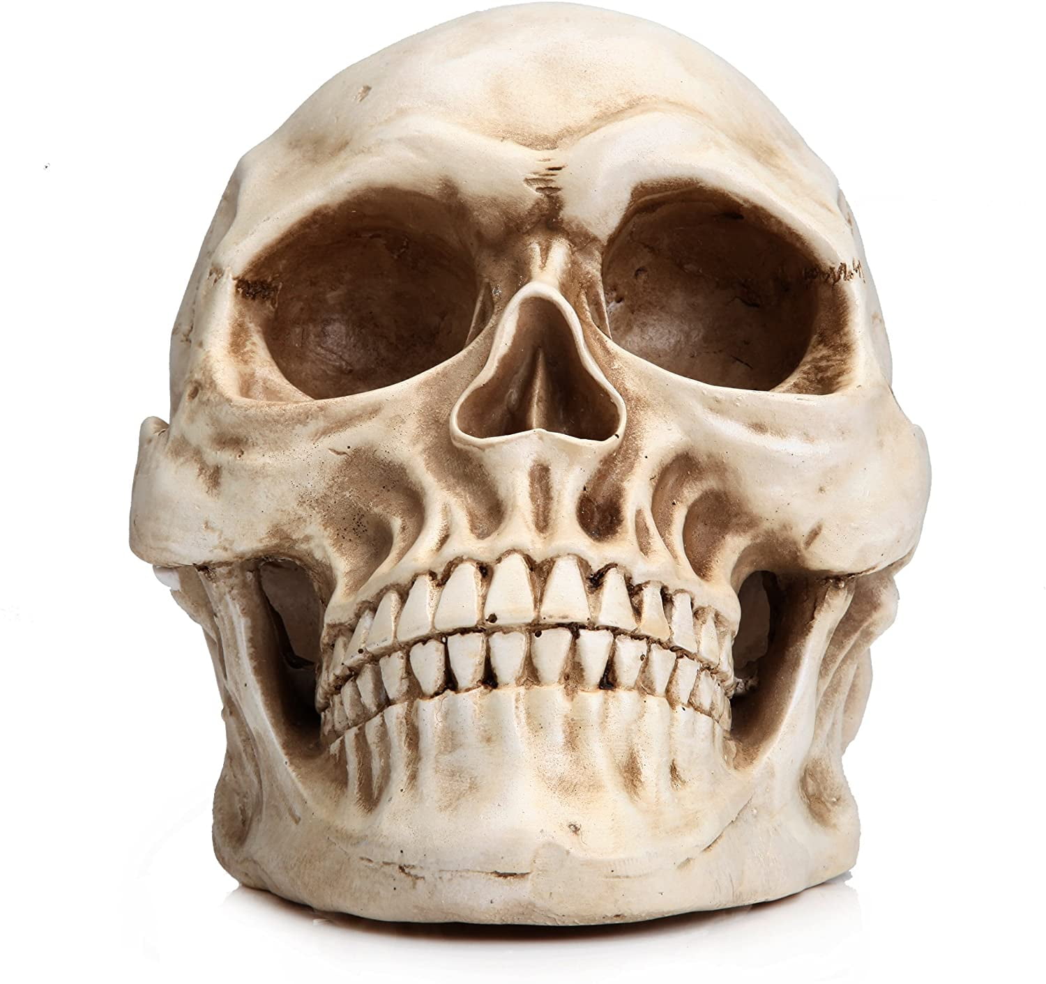 MagiDealResin Lifesize 1:1 Human Skull Replica Model Anatomical Skeleton Home 