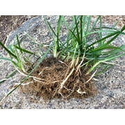 Barenbrug Turf Saver RTF Tall Fescue Grass Seed, 10 lb - Less Water, Self-Repairing