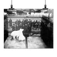 thumbnail image 2 of Print: Polar Bear In Cage, circa 1915, 2 of 4
