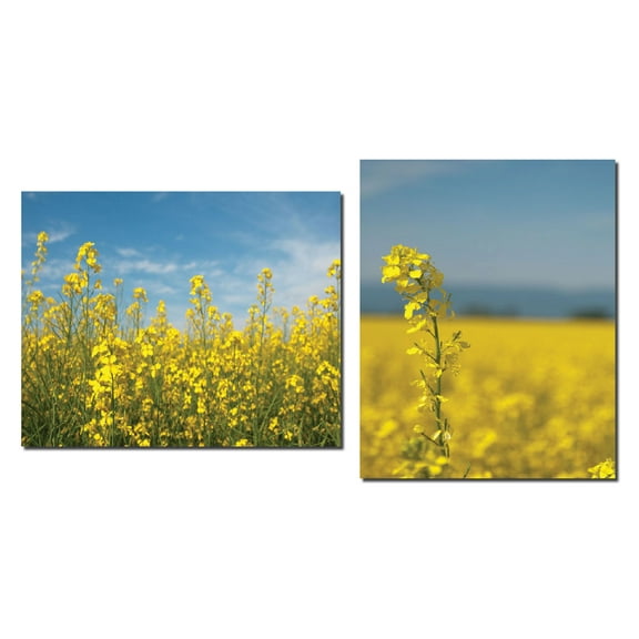 Canola Close-Up | Gorgeous Yellow Canola Floral Photograph Print; One 11x14 and One 14x11 Poster Prints