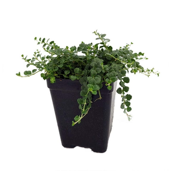 Tiny Blue Veronica - Speedwell - 2.5" Pot