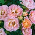 thumbnail image 3 of 3 gal Live Shrub Drift Rose Peach Condition with Full Sunlight, 3 of 7
