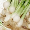 thumbnail image 2 of Oignons - Vert Southport (100 Bulbes), 2 of 2