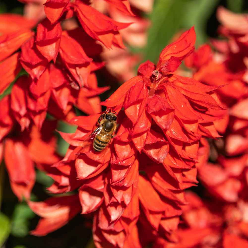 Outsidepride Sage Scarlet Flower Plant Seed - 1 LB
