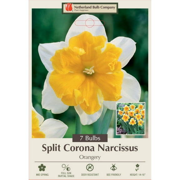 Orangery Butterfly Daffodil 7 Bulbs - 14/16 cm Bulbs