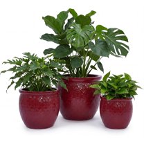 Olurrisa 3 Pieces Ceramic Flowerpot, Modern Planter for Patio, Garden or Windowsills - Orange