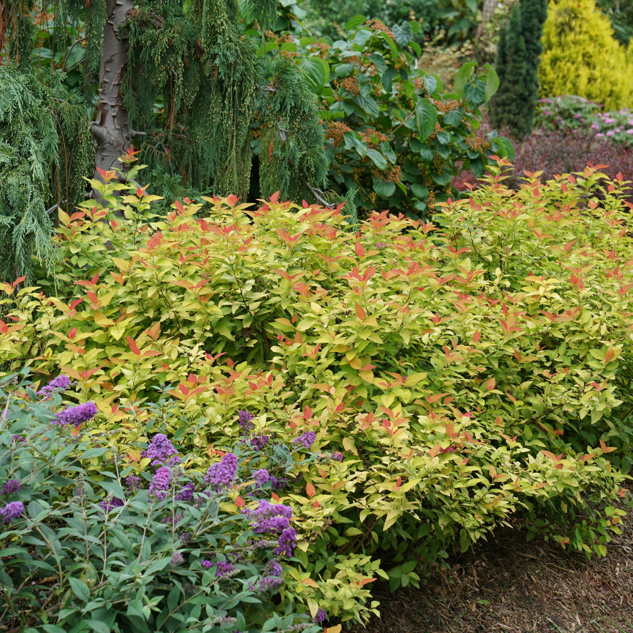 Proven Winners ColorChoice 5" Purple Double Play Candy Corn Spirea Live Plant in 4.5" Pot (4 Count)