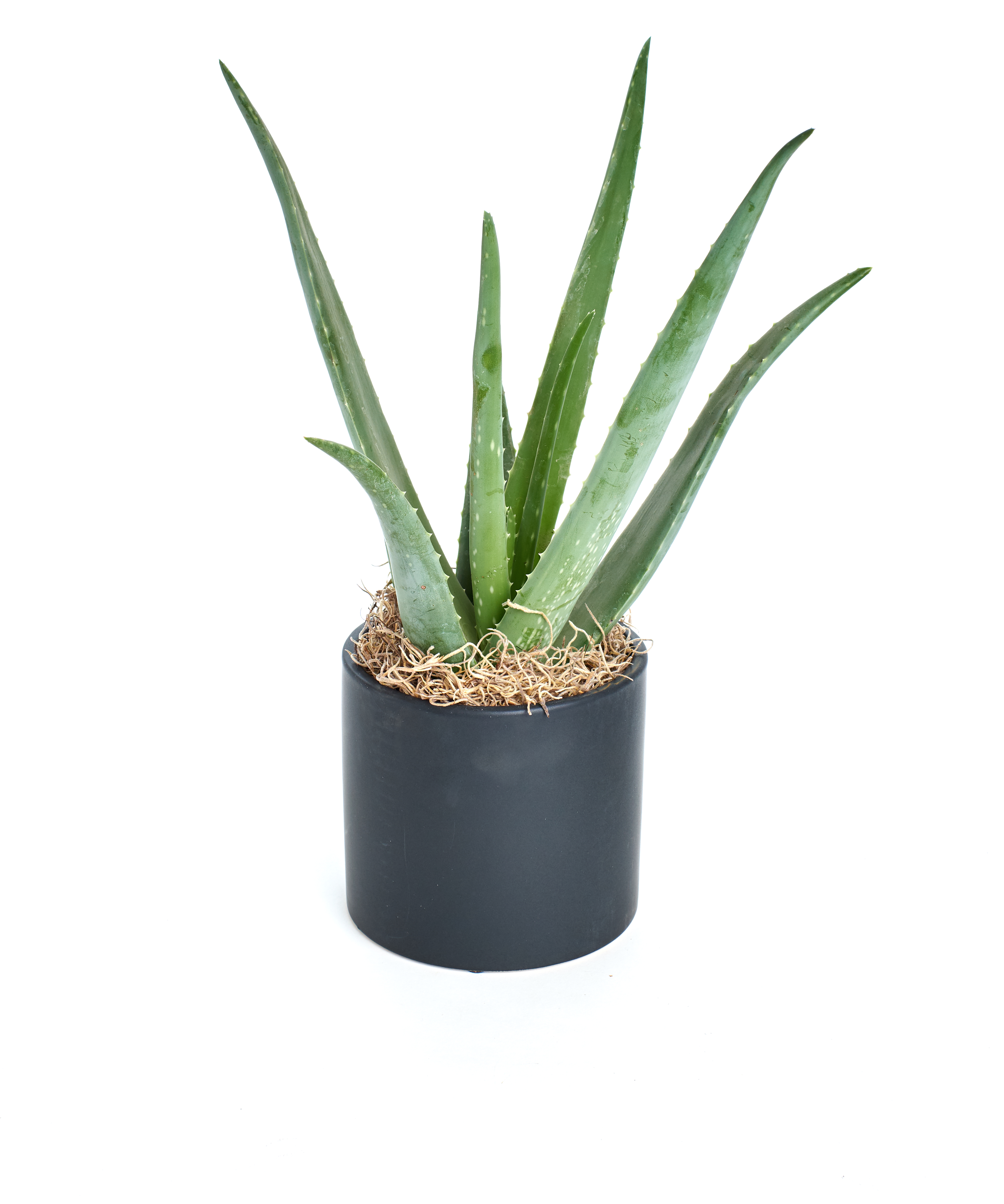 Live Aloe in Ceramic Pot, 5" House Plant Air Purifying Indoor