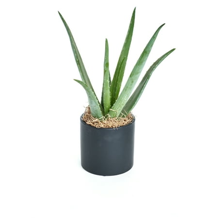 Live Aloe in Ceramic Pot, 5