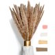 thumbnail image 3 of Fluffy Pampas Grass Dried 15 piezas - Flores secas - Natural, sostenible y fácil de limpiar - Decoración elegante Ormromra MZQ-0839-1, 3 of 8