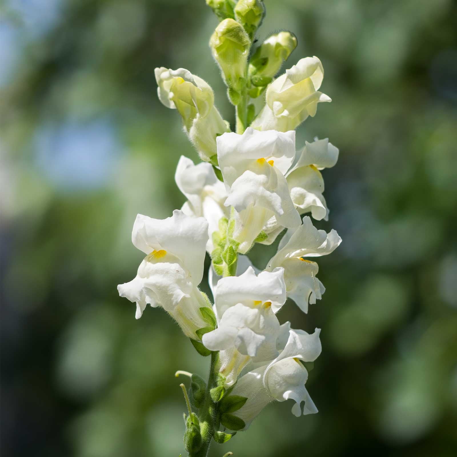 Image of White snapdragon annual flower