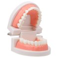 thumbnail image 1 of MasteelfCA 1 Pce Modèle Dentaire Utile Modèle de Cavité Buccale Éducation Buccale pour Enfants Modèle de Dent, 1 of 4