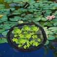 thumbnail image 1 of HOOWIFFY Red Para Plantas Flotantes Resistente Para Estanques Y Fuentes Decorativas, 1 of 5