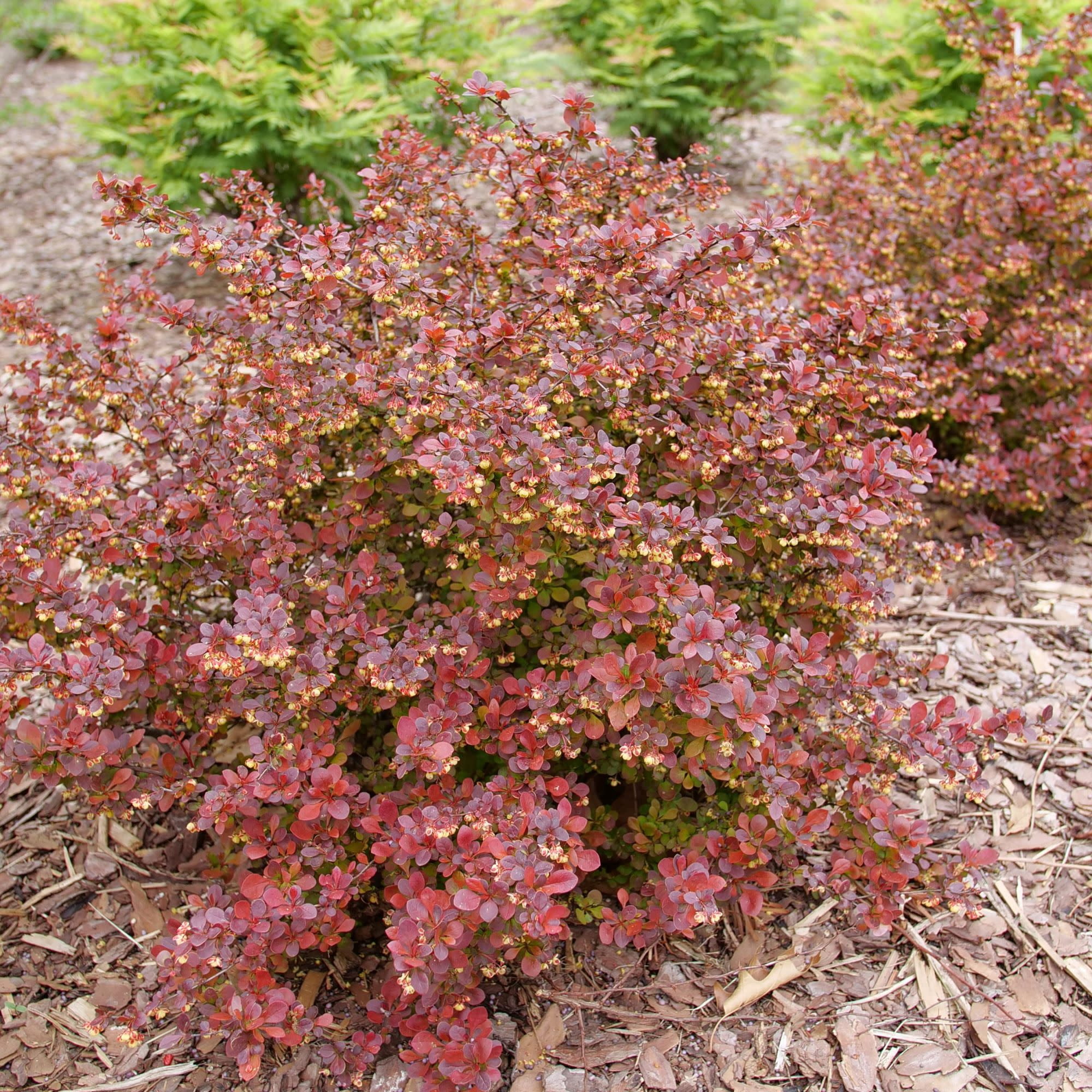 Proven Winners ColorChoice 5" Red Sunjoy Really Red Barberry Live Plant in 4.5" Pot (4 Count)