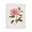 Pink Carnation Bloom_v1, variant on Stupell Industries Contemporary Canvas Art, 16 x 20, by Linda McClure
