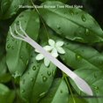 thumbnail image 1 of HLONK Stainless Steel Root Rake 3-Prong Loosen Soil Bonsai Tree Tools with Ergonomic Handle Stainless Steel Root Rake, 1 of 7