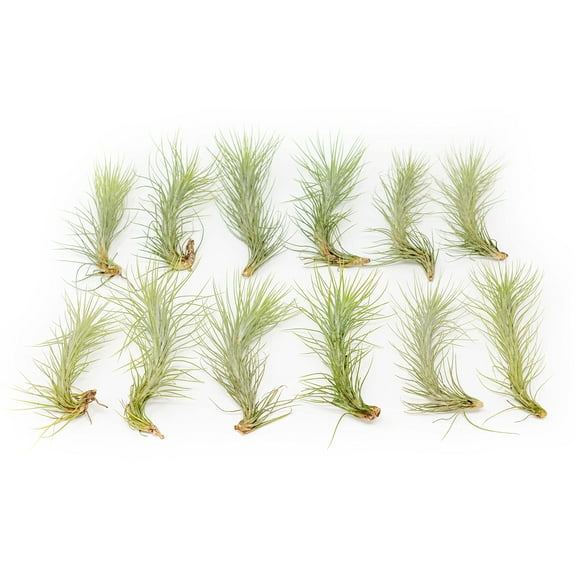 Air Plant Funkiana Tillandsia - Available in Wholesale and Bulk - Live Succulent House Plants - Home and Garden Decor -Easy Care Indoor and Outdoor Plants (Pack of 12)