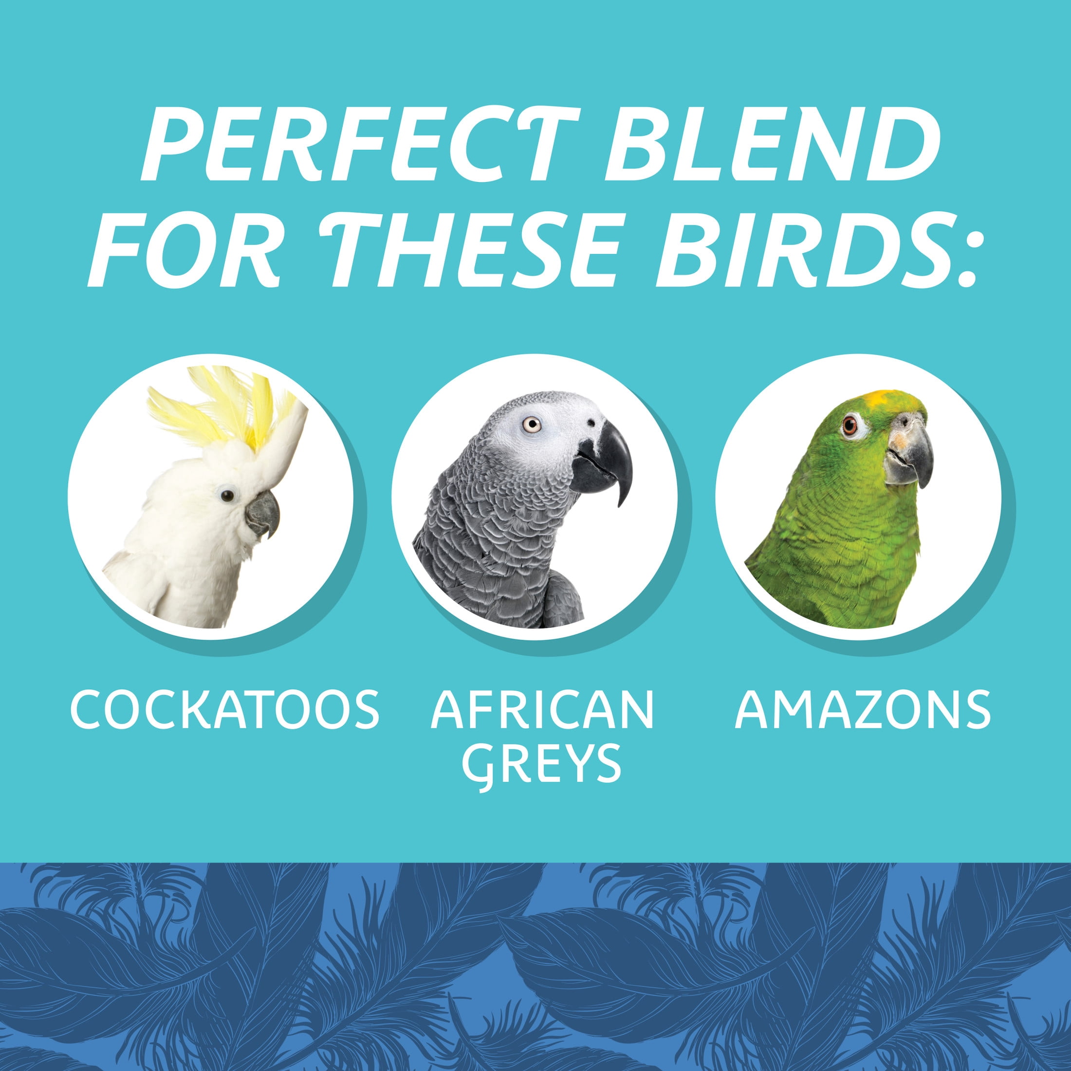 (3 pack) Pennington Large Bird Everyday Blend Bird Food for Parrots, Cockatoos; 3 lb. Bag