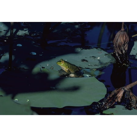 Green Pond Lily - Canvas Print Green Lily Pad Water Bullfrog Amphibian Frog Pond Stretched Canvas 10 x 14
