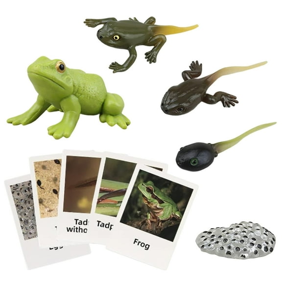 Montessori Frog Life Cycle with Flash Cards, Plastic Insects Tadpole to Frog Kit Toy, Realistic Animal Figurines (Frog)