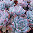 thumbnail image 4 of Echeveria 'Blue Bird' Succulent Live Plant 4" Bare Roots for Garden Decor, 4 of 6