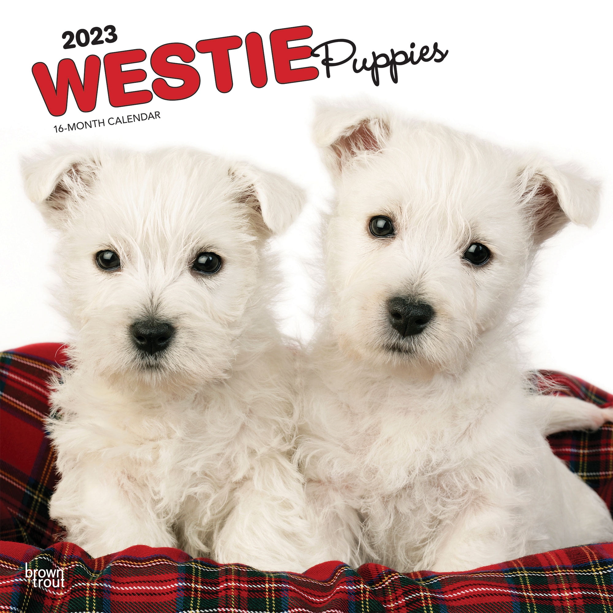 West Highland White Terrier Puppies | 2023 12x24' Wall Calendar | BrownTrout