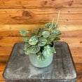 thumbnail image 2 of Peperomia Pink Marble, 4" Plant, The Plant Farm, 2 of 3