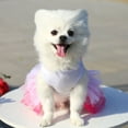 thumbnail image 6 of Visland Pet Dress Eye-catching Breathable Cotton Pretty Bow Knot Dog Skirt for Summer, 6 of 8