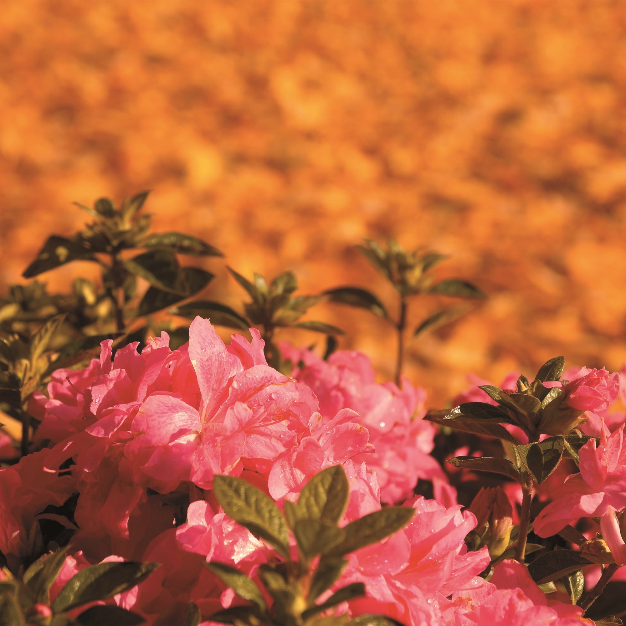 Encore Azalea Autumn Empress Live Shrub (1 Gallon)