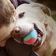 thumbnail image 5 of Pelota para perros, juguetes interactivos para perros, pelota para masticar, juguetes divertidos para gatos, pelotas para mascotas, juguete para cachorros, mascotas pequeñas y medianas, perros y, 5 of 6
