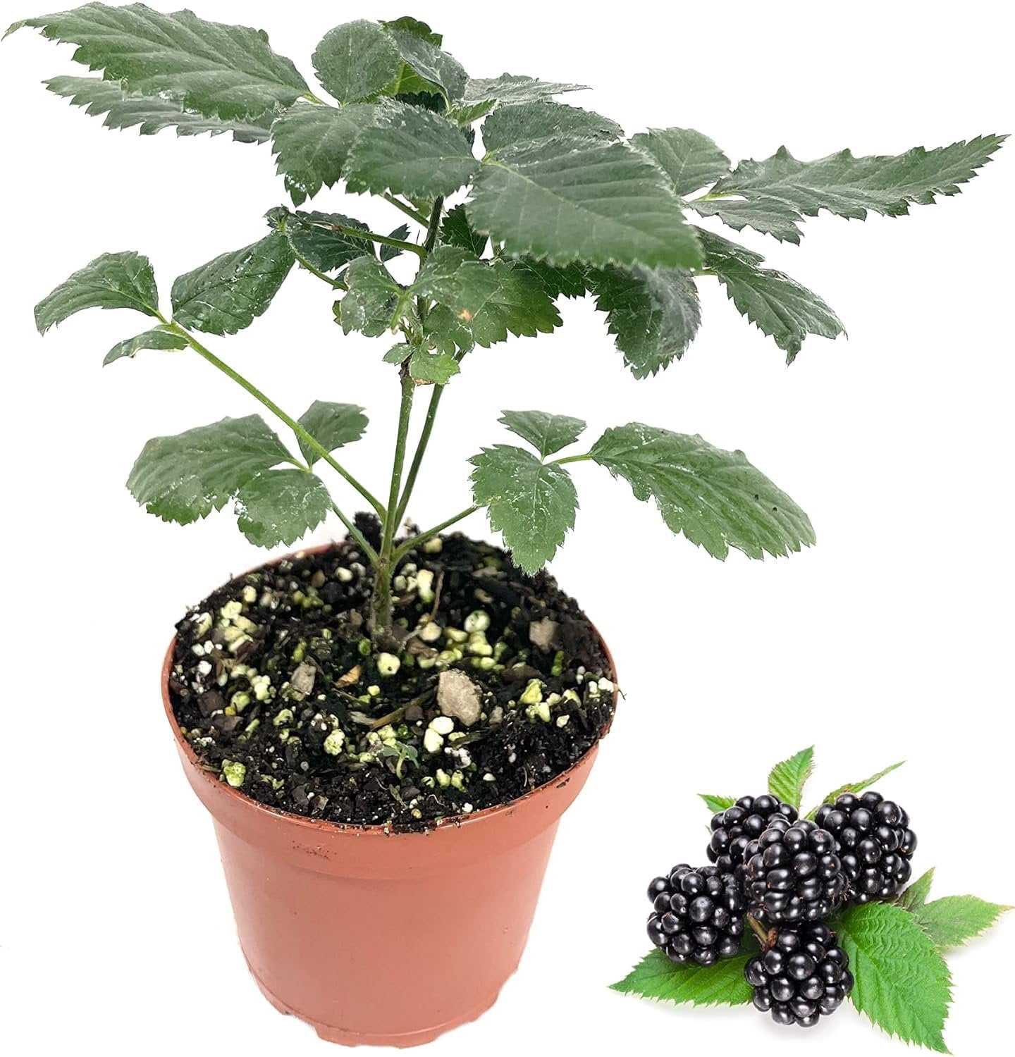 Berry Variety Pack - 4 Live Starter Plants - Growers Choice - A Selection of Blueberry, Blackberry, and Boysenberry Varieties For Your Edible Garden