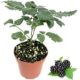 thumbnail image 6 of Berry Variety Pack - 4 Live Starter Plants - A Selection of Blueberry, Blackberry, and Raspberry Varieties For Your Edible Garden, 6 of 7