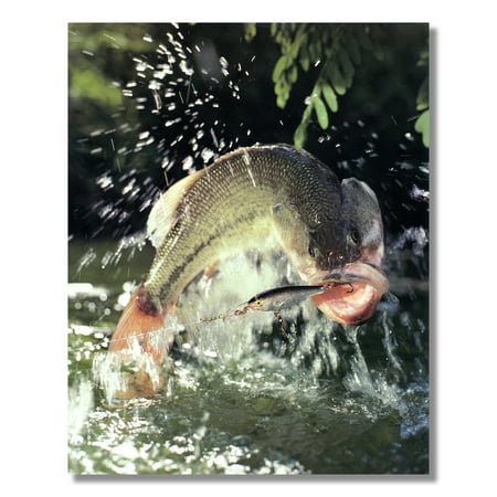 Large Mouth Bass Breaking Water Lure Hook Photo Wall Picture 8x10 Art