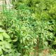 thumbnail image 2 of Paquete de 60 brazos de estaca para conectores de enrejado de jaula de tomate, soportes de biela de plástico, suministros de jardinería para todas las estacas de plantas, 2 hebillas ajustabl, 2 of 5