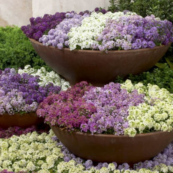 Alyssum Wonderland Mix Seed