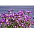 thumbnail image 2 of Seedville 50 Purple Robe Saxifraga Plant Seeds, 2 of 9