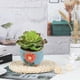 thumbnail image 3 of 3 uds simulación suculentas bonsái decoración creativa flor mesa de comedor plantas de interior plantas verdes en macetas, 3 of 5