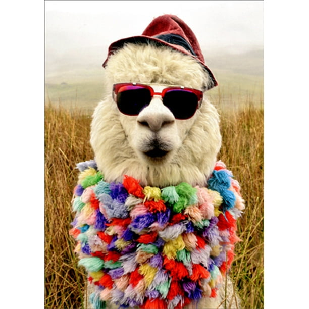 Avanti Press Alpaca Wearing Fedora and Colorful Scarf Funny : Humorous Birthday Card Avanti Press Alpaca Wearing Fedora and Colorful Scarf Funny : Humorous Birthday Card