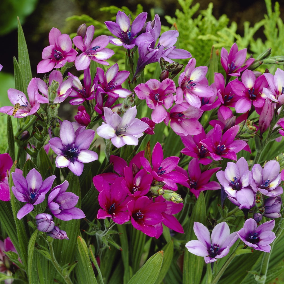 Van Zyverden Babiana Mixed Set of 25 Bulbs Multicolor Partial Sun