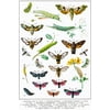 Hawkmoths Sphingidae and Other Moths of Europe Insect Wall Art of Moths and Butterflies butterfly Illustrations Insect Poster Moth Print Cool Wall Decor Art Print Poster 24x36