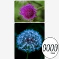 thumbnail image 3 of Kit de Filtres Rapprochés +1 +2 +4 +10 Ensembles de Filtres pour Appareils Photo Numériques 55mm, 3 of 8