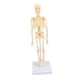 thumbnail image 5 of Modelo De Esqueleto Del Cuerpo Humano De Anatomía, Modelo De Esqueleto Del Cuerpo Humano De Articulación Articulada Educativo Confiable Con Base Para Exhibición Coleccionable, 5 of 7