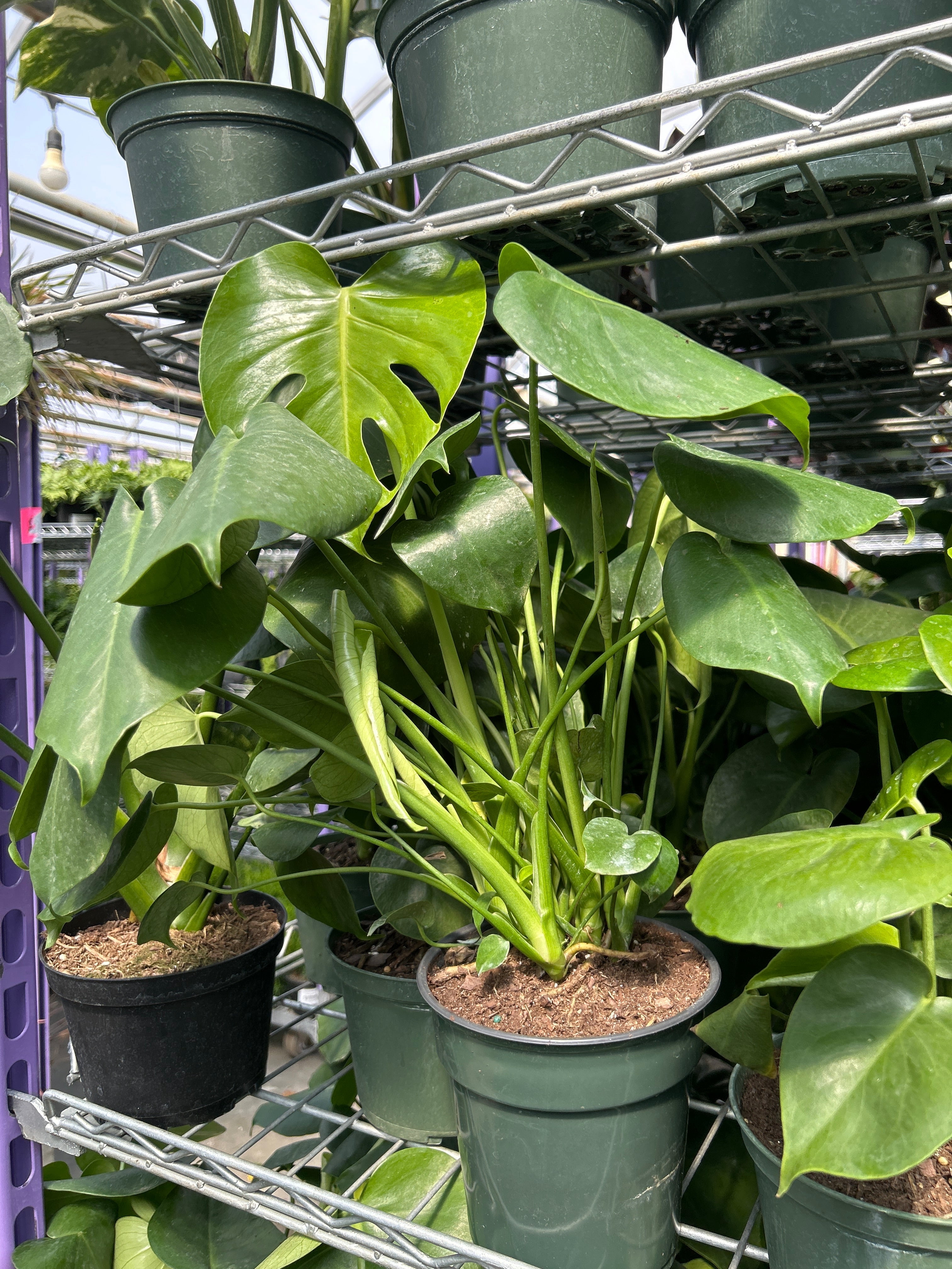 RedCrocus Swiss Cheese Plant Monstera deliciosa Indoor Tropical Plant Large Foliage Bright Indirect Light Easy Care Pet Warning 6" Pot