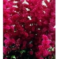 thumbnail image 4 of Classy Groundcovers, Astilbe X arendsii 'Fanal' , Astilbe japonica 'Fanal', Astilbe x japonica 'Fanal' (10 Bare Root plants), 4 of 10