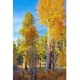 thumbnail image 2 of Tenoever, William 17x24 White Modern Wood Framed Museum Art Print Titled - Sunrise Park in Fall 3, 2 of 4