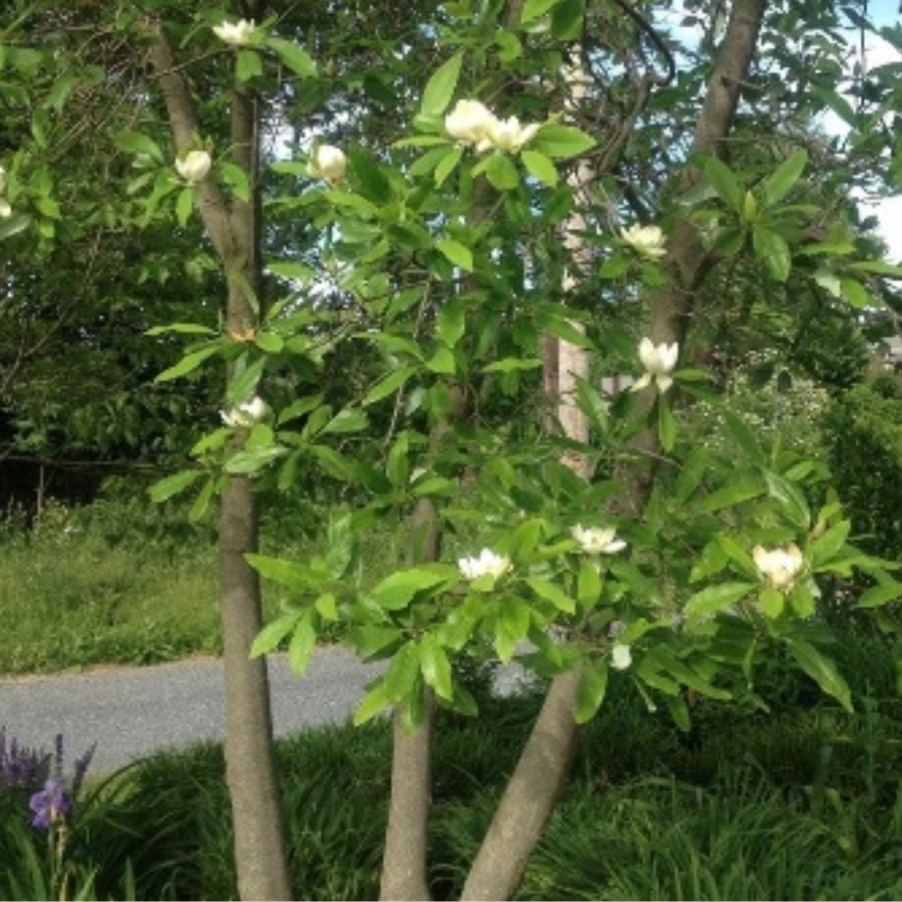Expert Gardener 1.5- 2 ft tall Sweetbay Magnolia Live Tree in 3
