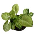 thumbnail image 2 of planta follajes mini 3 pulg, 2 of 7