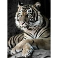 thumbnail image 2 of Aubert, Tananarive 19x24 Black Ornate Wood Framed with Double Matting Museum Art Print Titled - Sumatran Tiger, 2 of 4
